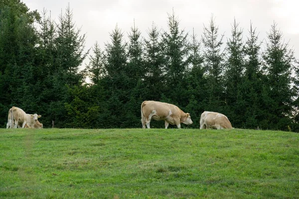放牧奶牛的白天拍摄时间 — 图库照片