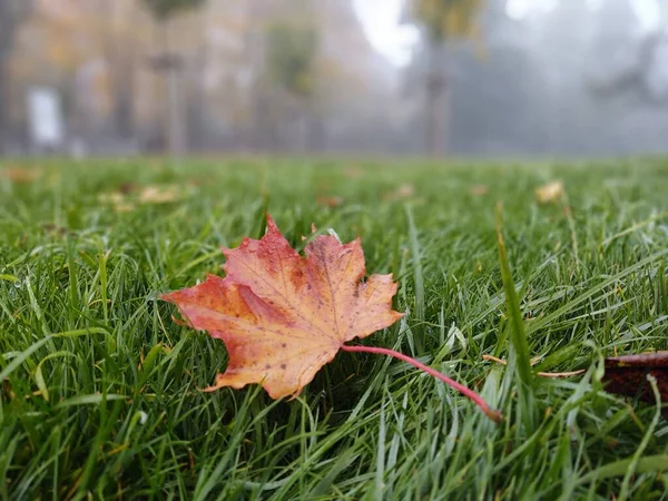 Herfstblad Groen Gras Slowakije — Stockfoto