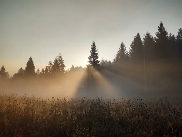 Árvores Floresta Durante Dia Ensolarado Eslováquia — Fotografia de Stock