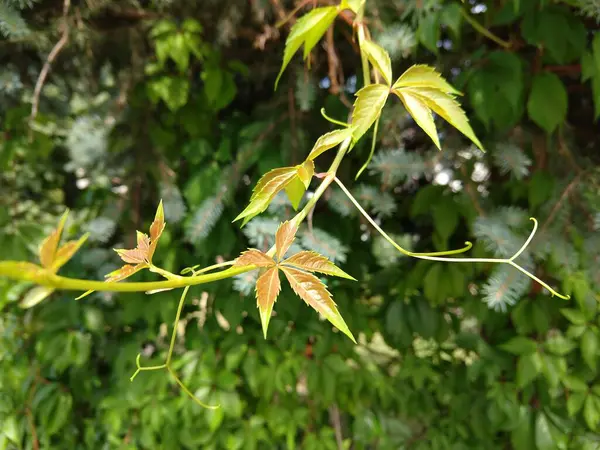 Fond Vert Naturel Feuilles Vertes — Photo