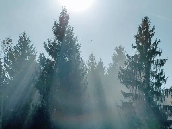 Φθινόπωρο Δέντρα Στο Δάσος Σλοβακία — Φωτογραφία Αρχείου
