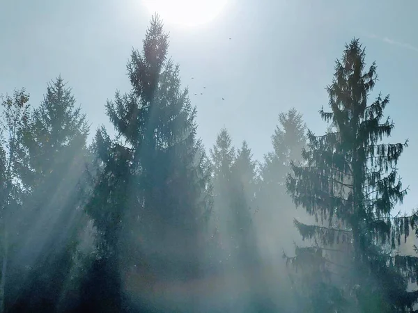 Árvores Outono Floresta Eslováquia — Fotografia de Stock