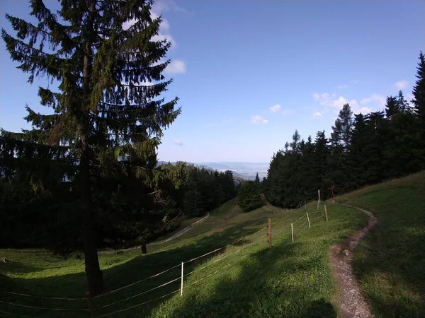Tannen Wald Slowakei — Stockfoto