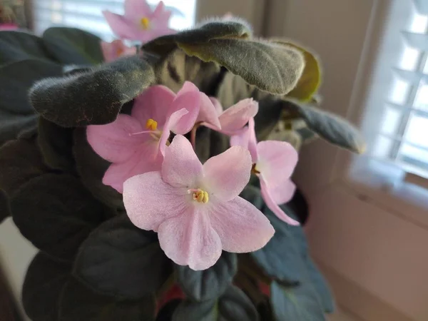 Belles Fleurs Sur Rebord Fenêtre Slovaquie — Photo