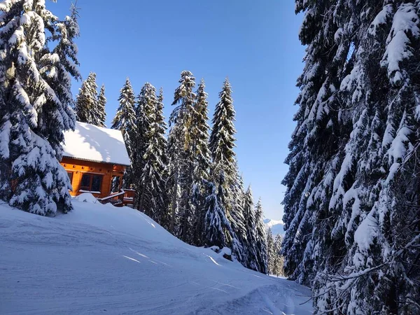 冬季大雪中的树木 斯洛伐克 — 图库照片