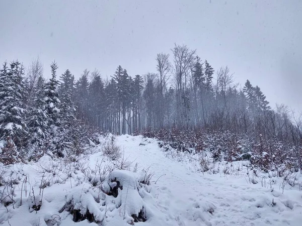 Árboles Nieve Durante Invierno Profundo Países Bajos — Foto de Stock