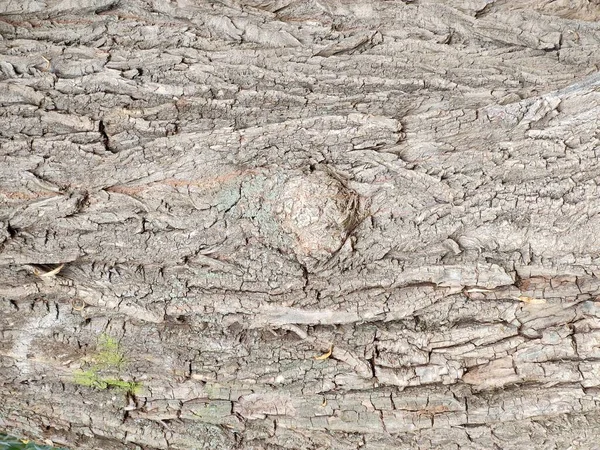 Tree Bark Texture Grunge Wallpaper — Stock Photo, Image