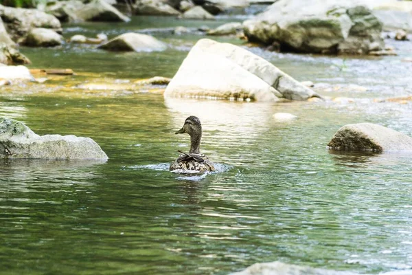 Eend Het Meer Lente Natuur Slowakije — Stockfoto