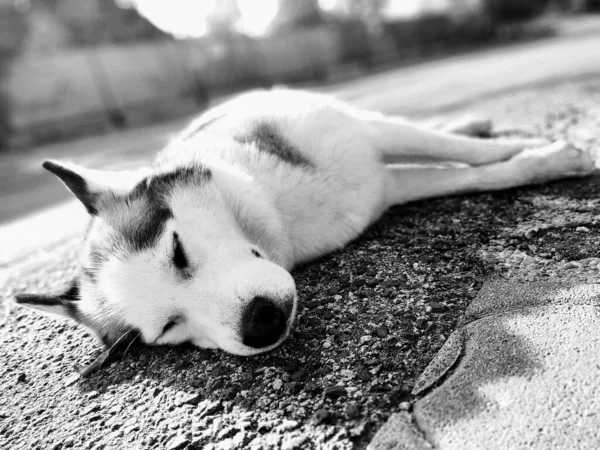 Cute Dog Laying Background — Stock Photo, Image