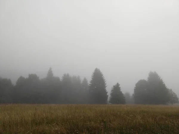 Sapins Dans Forêt Slovaquie — Photo