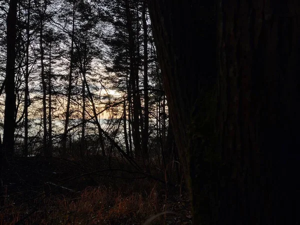 Árboles Bosque Durante Día Soleado Países Bajos — Foto de Stock