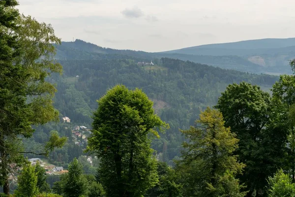 Landschaft Mit Bäumen Und Grünem Gras Wald — Stockfoto