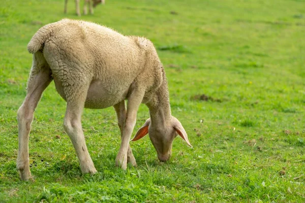 放牧羊羔的白天拍摄时间 — 图库照片