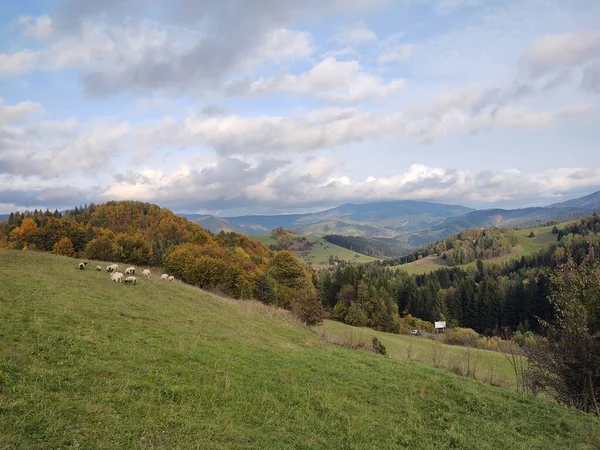 Wiese Mit Bäumen Und Blick Auf Die Berge Mit Schafen — Stockfoto