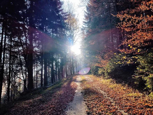 Bäume Wald Sonnigen Tagen Slowakei — Stockfoto