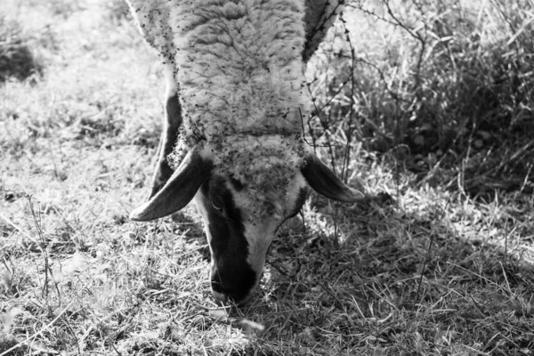 Вівці Пасуться Зеленому Лузі — стокове фото