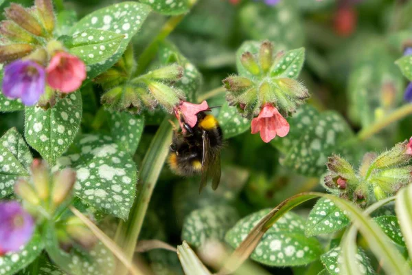 Biene Auf Rosa Blume Mit Grünen Blättern — Stockfoto