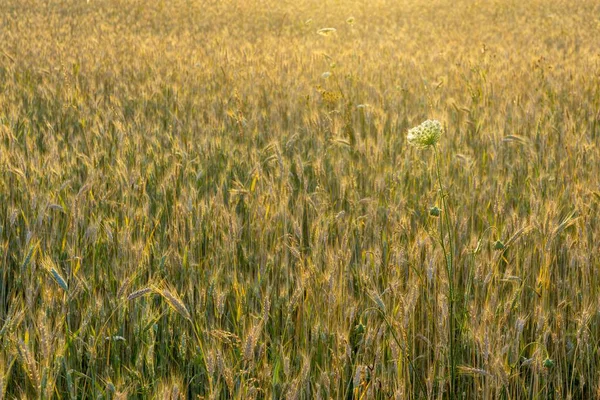 Wheat Field Sunset Golden Ripe Ears Rye — Stock Photo, Image