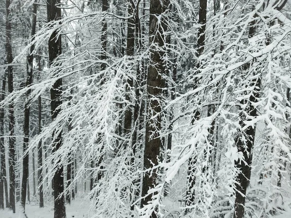 スロバキアのモミの木と美しい風景 — ストック写真