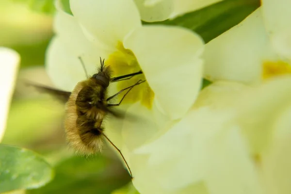 Çiçekteki Arı Yakın Çekim — Stok fotoğraf
