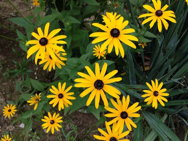 Красиві Квіти Саду Фоні Закрити — стокове фото