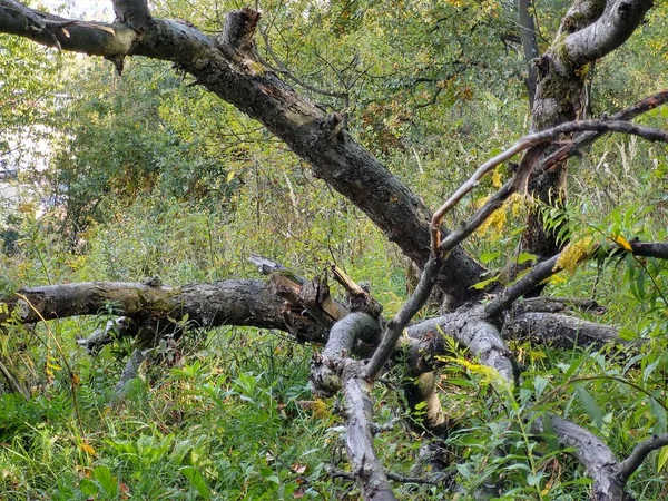 Träd Och Stigar Skogen Slovakien — Stockfoto