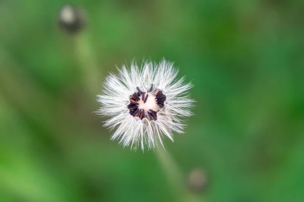 Schöne Blumen Nahaufnahme — Stockfoto