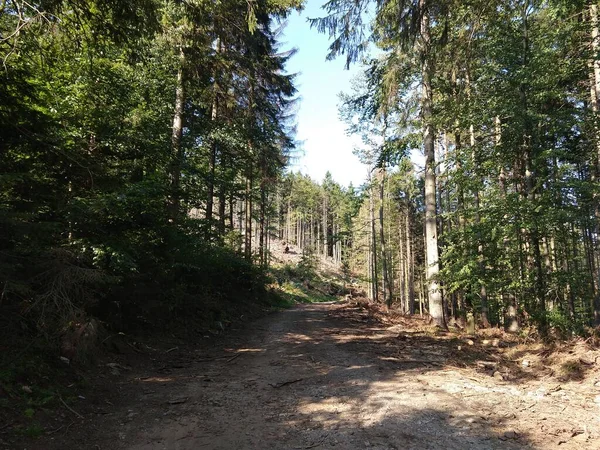 Stromy Lese Slunečného Dne Slovensko — Stock fotografie