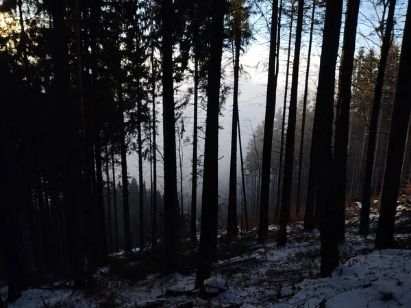 Árvores Floresta Durante Dia Ensolarado Eslováquia — Fotografia de Stock