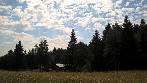 晴れた日に森の中の魔法の木 スロバキア — ストック写真