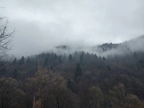 Árvores Neve Durante Inverno Profundo Eslováquia — Fotografia de Stock