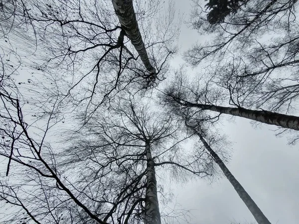 Bomen Het Bos Tijdens Zonnige Dag Slowakije — Stockfoto