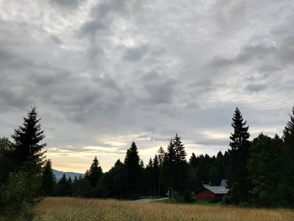 Tannen Wald Slowakei — Stockfoto