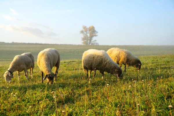 Ağaçlı çayır ve koyunlu dağlara bakan manzara. Slovakya