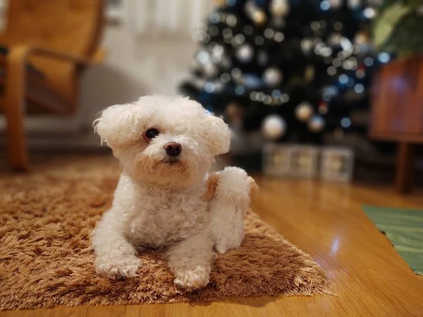 Noel Ağacının Yanındaki Küçük Beyaz Köpeğin Portresi — Stok fotoğraf