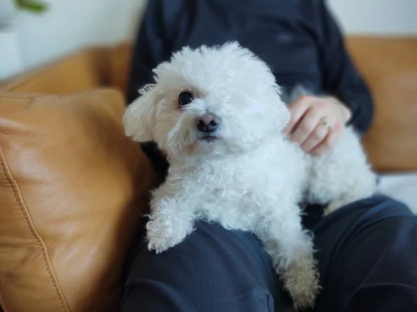 家にいる白い小さな犬と — ストック写真