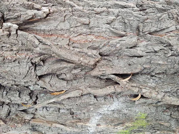 나무껍질의 Grunge — 스톡 사진