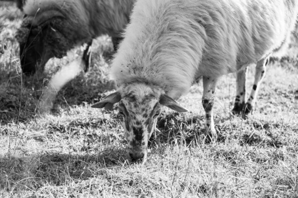 羊在绿色草地上吃草 — 图库照片
