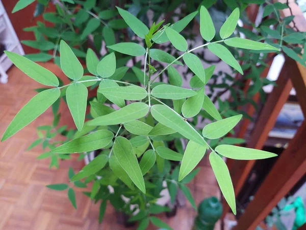 Planta Verde Maceta Sobre Fondo —  Fotos de Stock