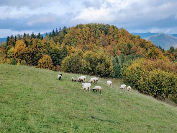Weidegebied Met Bomen Uitzicht Bergen Met Schapen Slowakije — Stockfoto