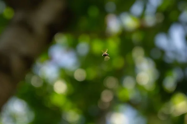 Пчела Природном Фоне Словакии — стоковое фото