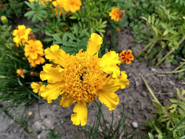 Piękne Kwiaty Ogrodzie Zbliżenie Strzał — Zdjęcie stockowe