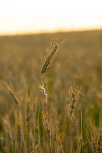 Пшеничное Поле Закате Золотые Спелые Ржаные Уши — стоковое фото