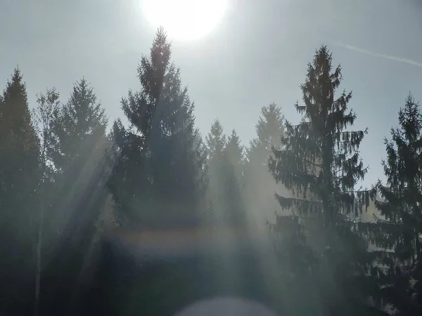 Herbstbäume Wald Slowakei — Stockfoto