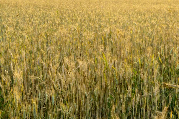 Campo Trigo Atardecer Orejas Maduras Doradas Centeno —  Fotos de Stock