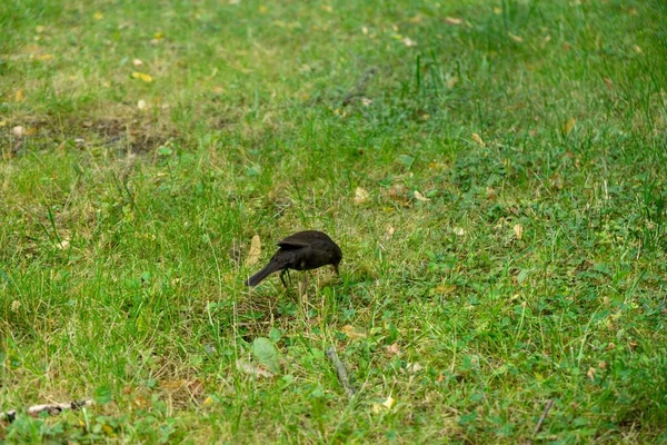 Belo Pássaro Grama Verde Prado Eslováquia — Fotografia de Stock