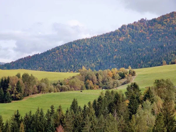 Grasveld Met Bomen Uitzicht Bergen Slowakije — Stockfoto
