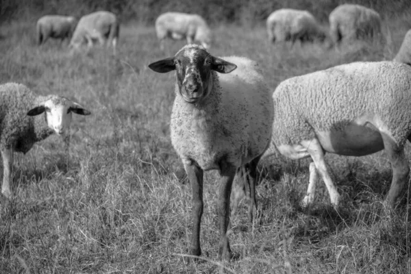 Weidegebied Met Bomen Uitzicht Bergen Met Schapen Slowakije — Stockfoto