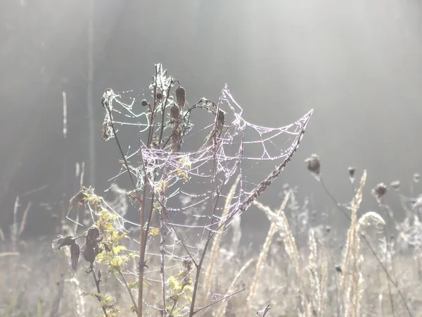 Spinnennetz Frühlingsfeld — Stockfoto