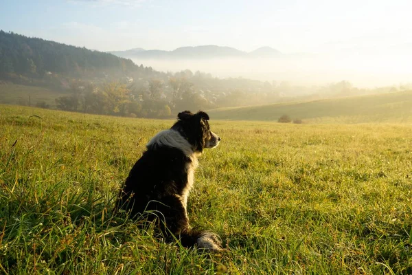 スロバキアの牧草地でのビーグル犬 — ストック写真